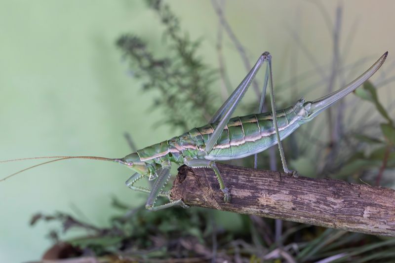 Tettigoniidae - Saga pedo